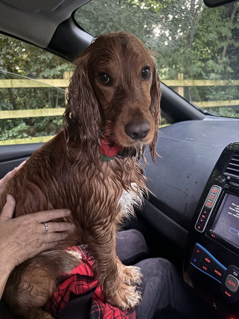 Wet dog in the car