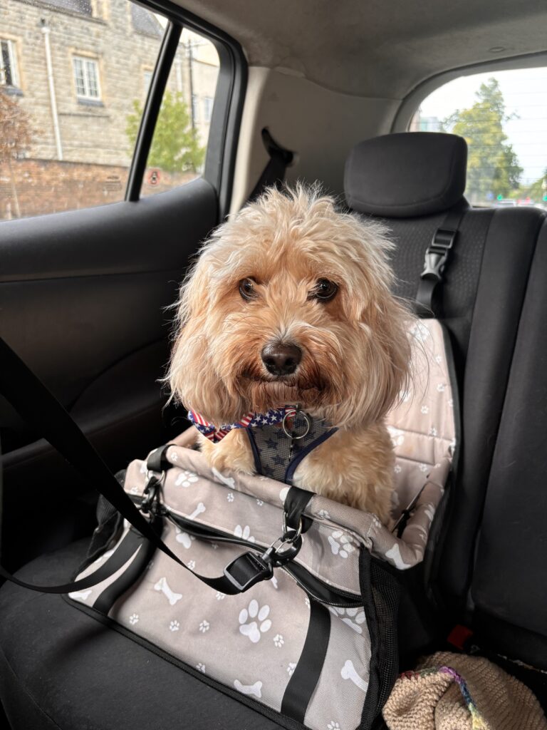Dog in a special car sitting